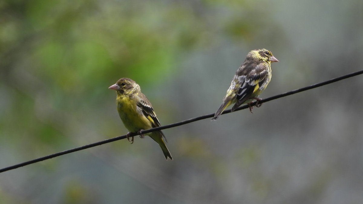 Yellow-breasted Greenfinch - ML638457290