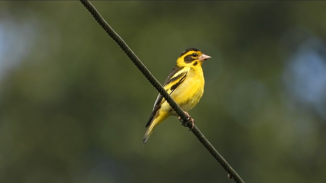 Yellow-breasted Greenfinch - ML638457291