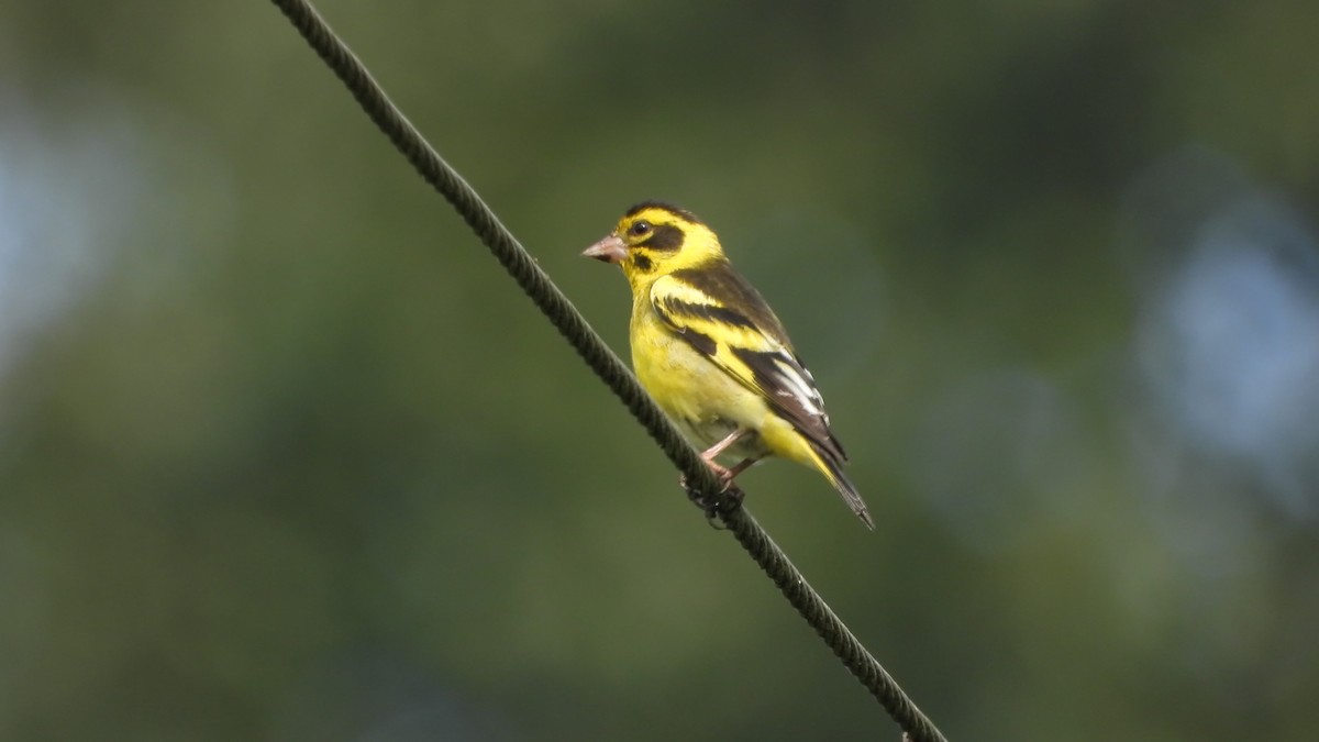 Yellow-breasted Greenfinch - ML638457293