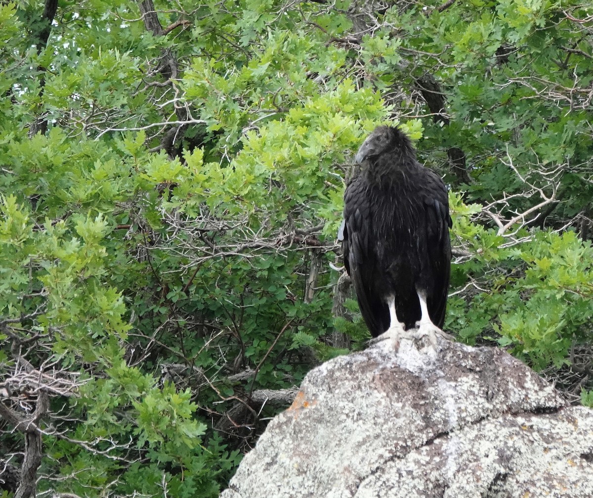 California Condor - ML638457306