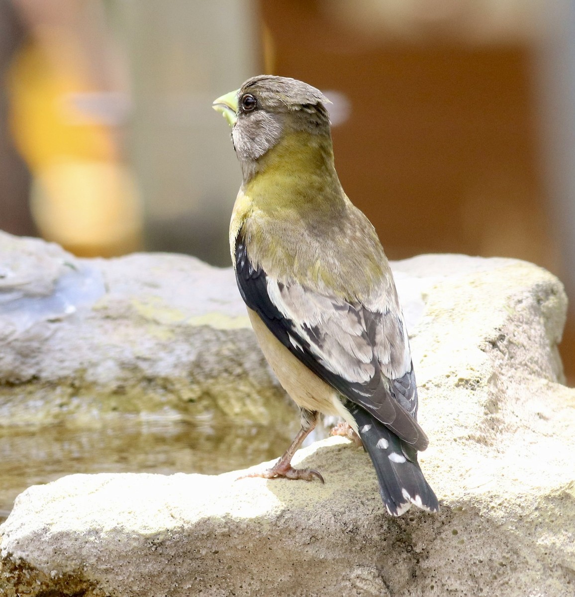 Evening Grosbeak - ML638457314