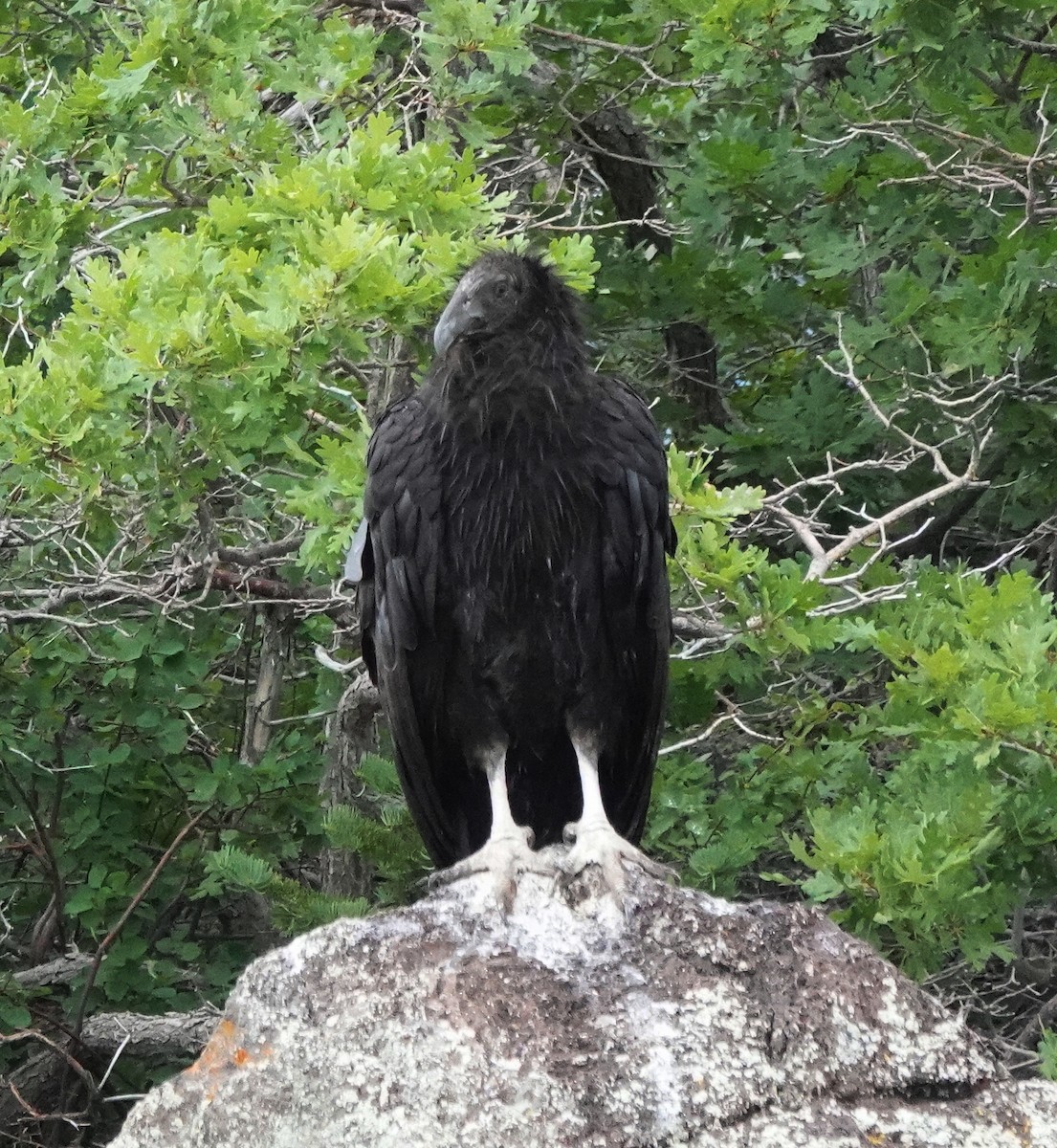 California Condor - ML638457324