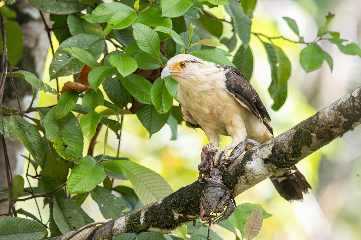 Yellow-headed Caracara - ML638457426