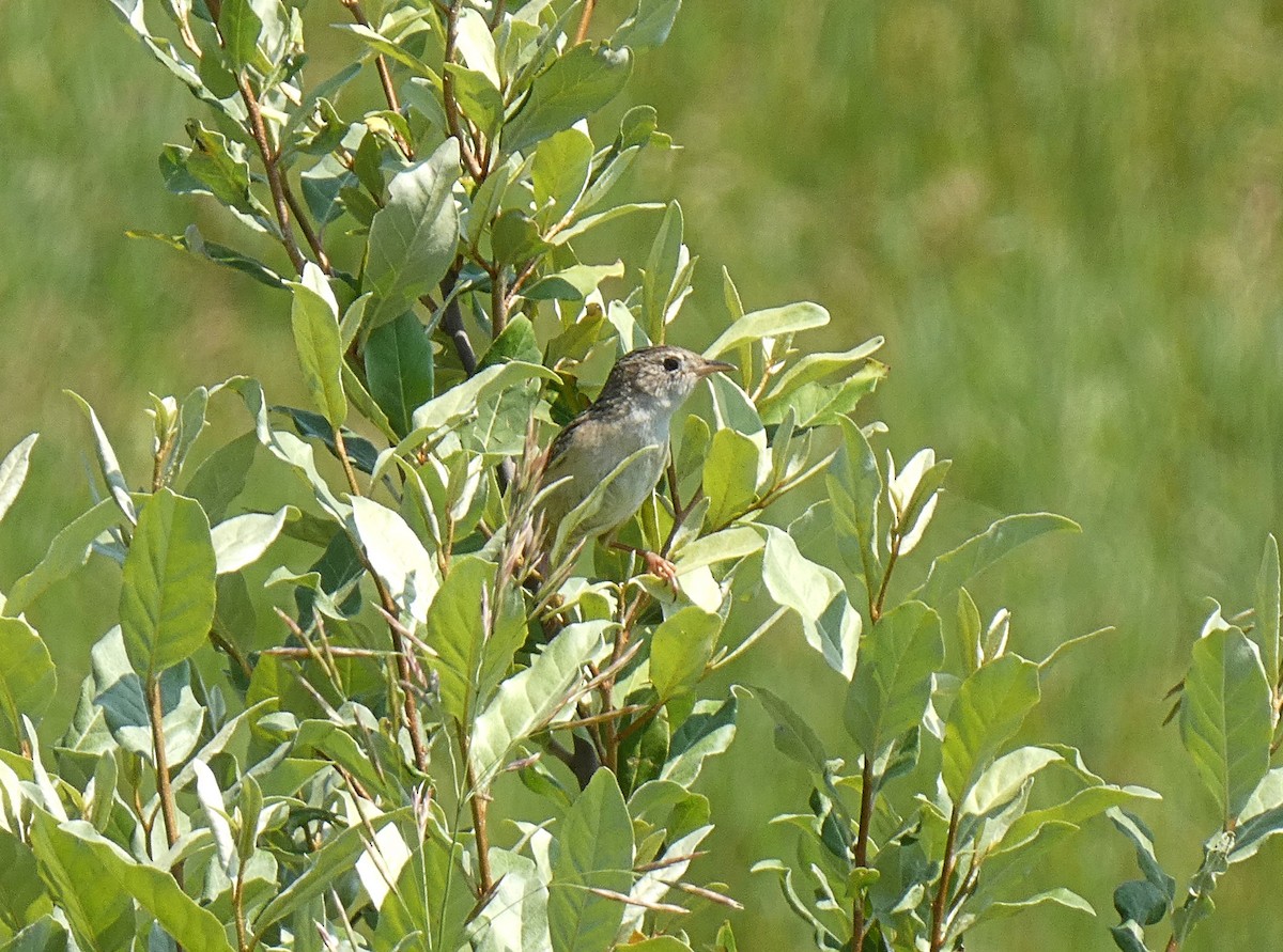 Sedge Wren - ML638457443