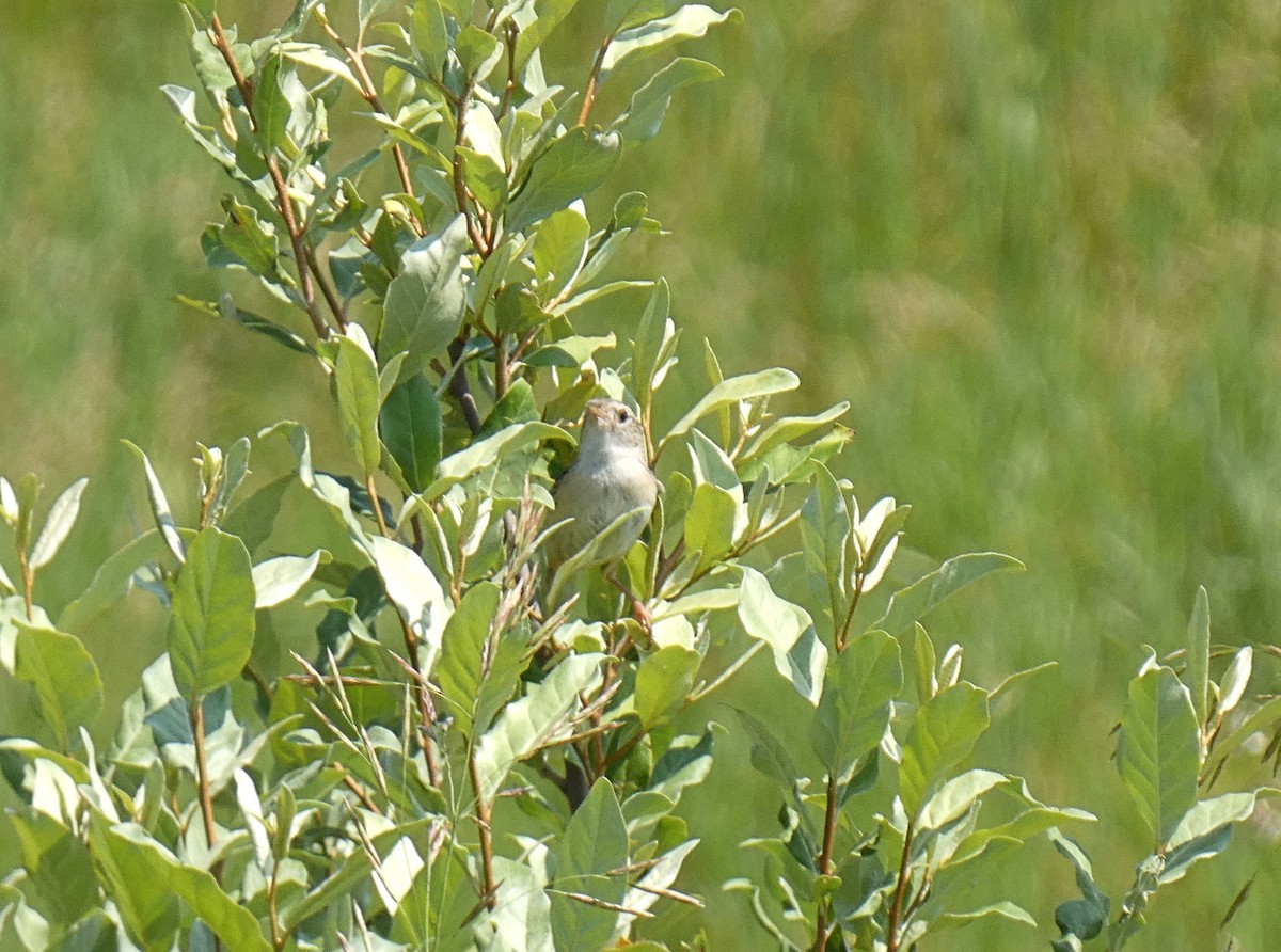 Sedge Wren - ML638457444