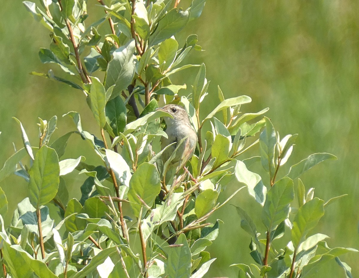 Sedge Wren - ML638457445