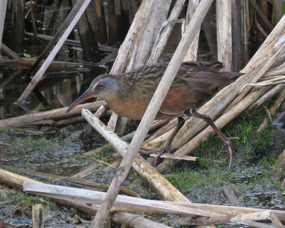 Virginia Rail - ML638457465
