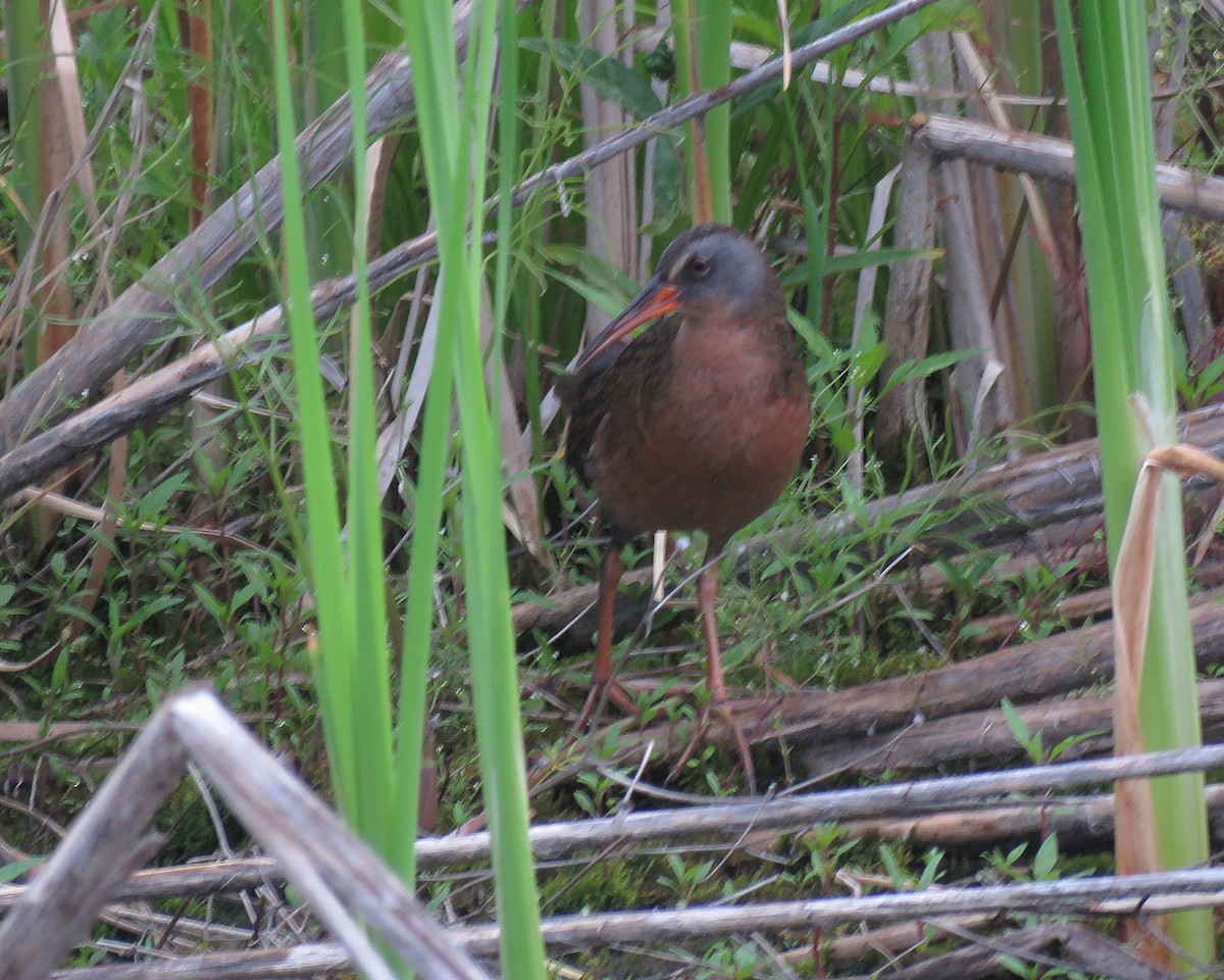 Virginia Rail - ML638457466