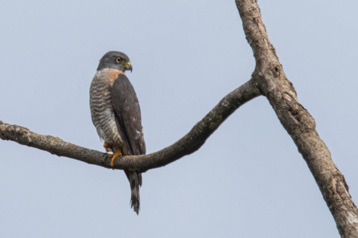 Double-toothed Kite - ML638457477