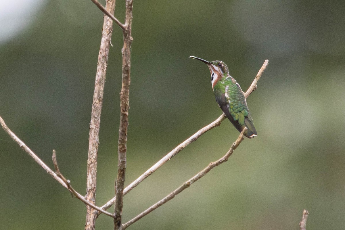 Veraguan Mango - ML638457499