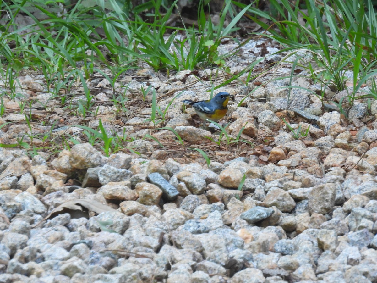 Northern Parula - ML638457501