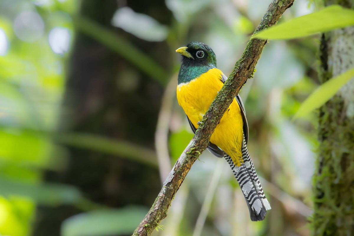 Graceful Black-throated Trogon - ML638457540