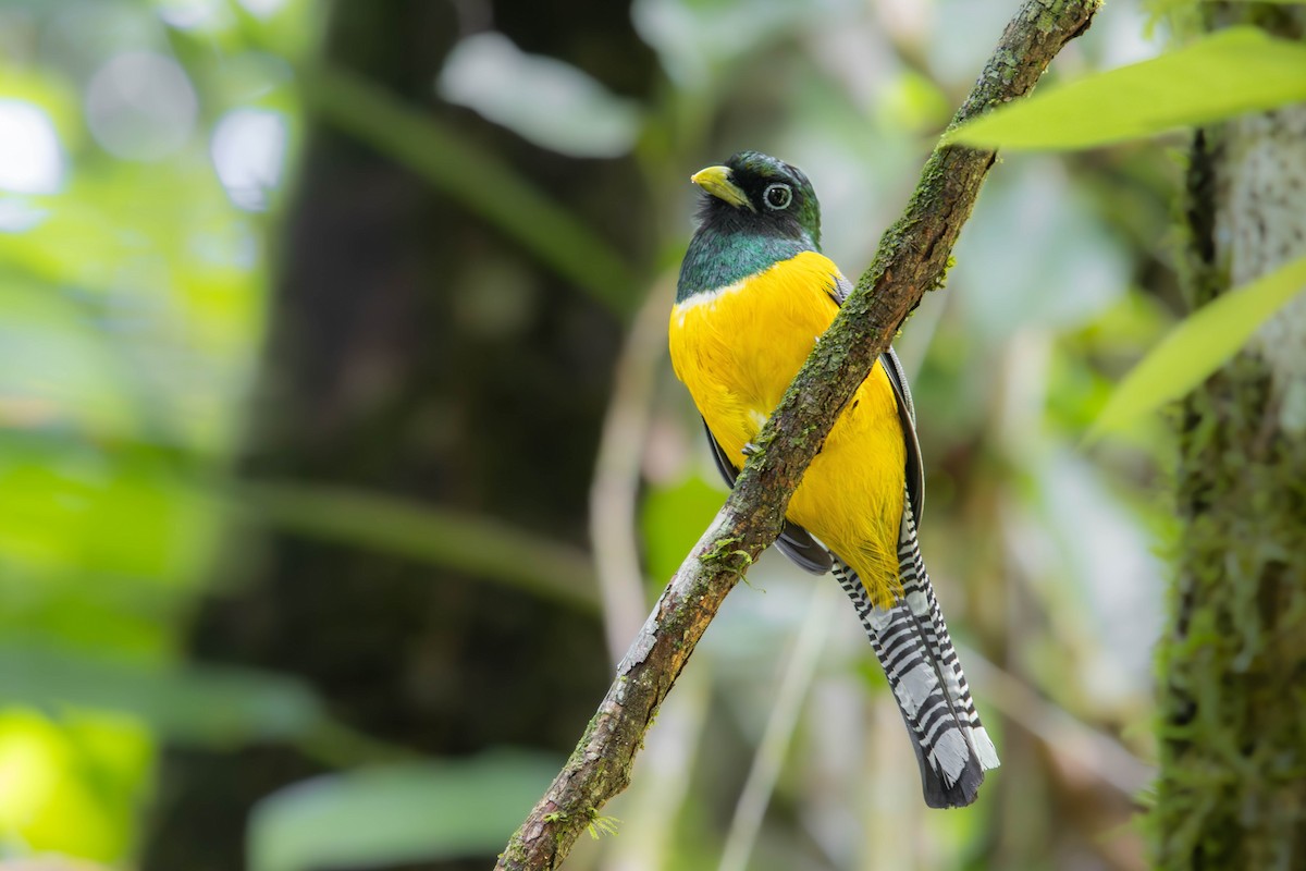 Graceful Black-throated Trogon - ML638457541