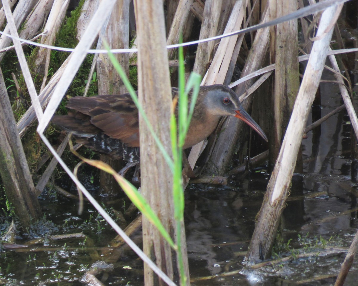 Virginia Rail - ML638457609