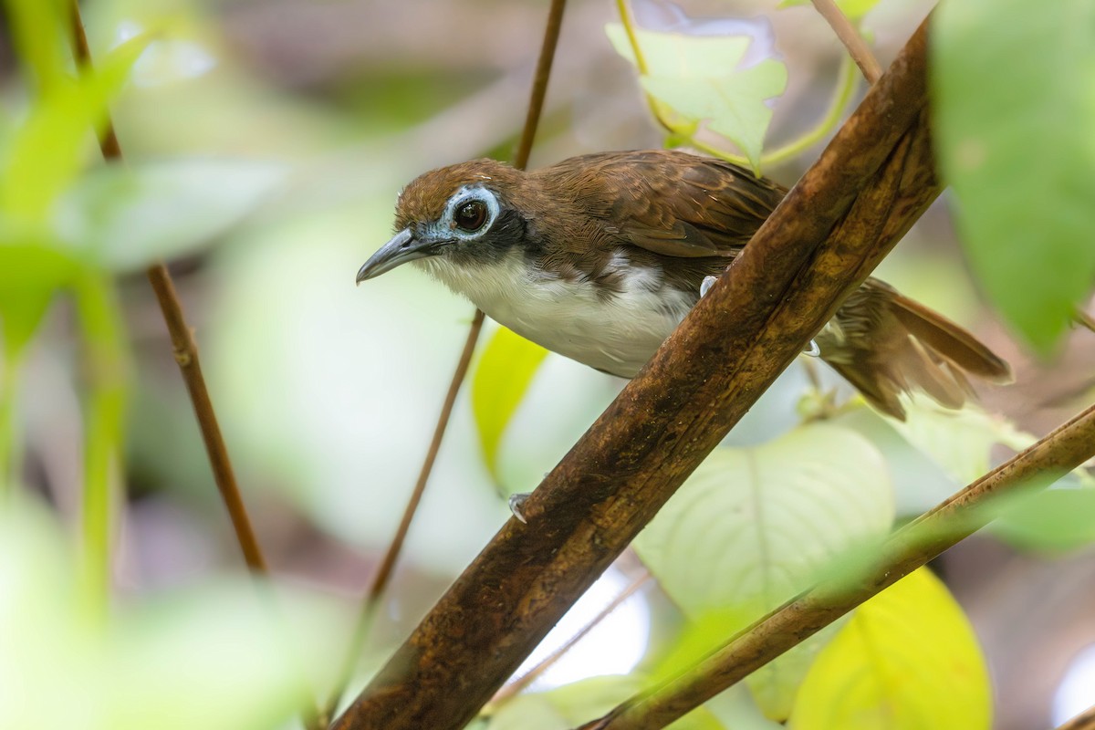 Bicolored Antbird - ML638457633