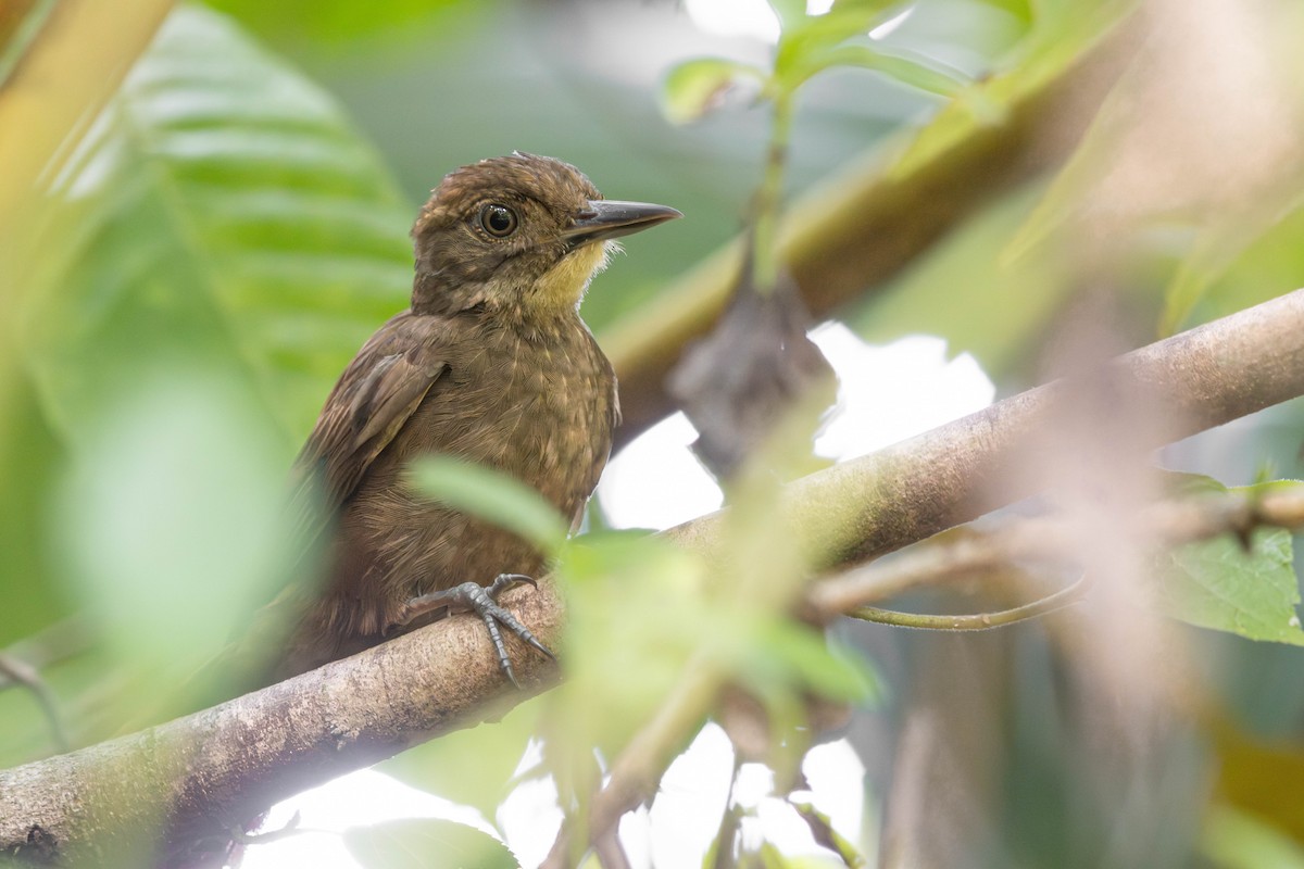 Tawny-winged Woodcreeper - ML638457639