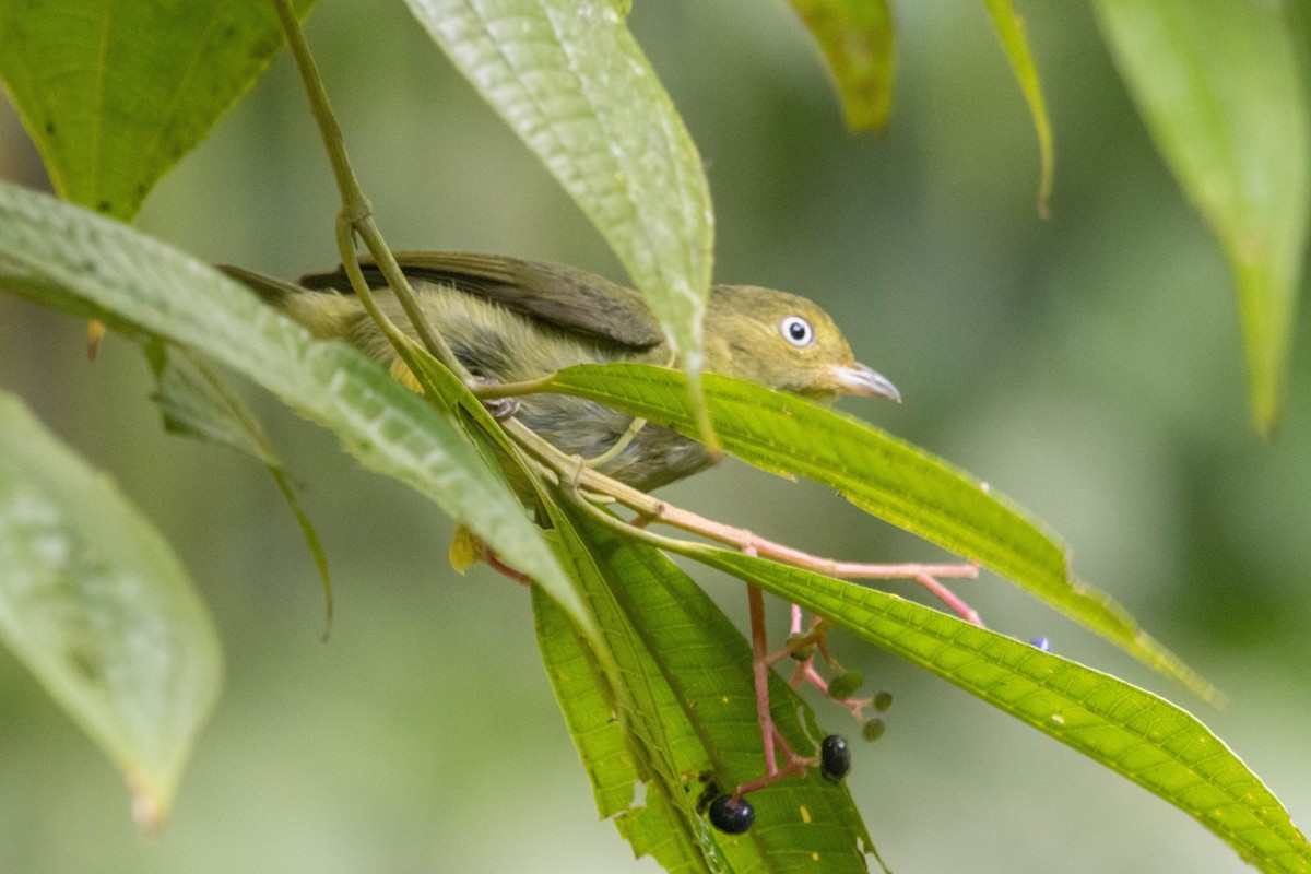 Scrub Greenlet - ML638457660