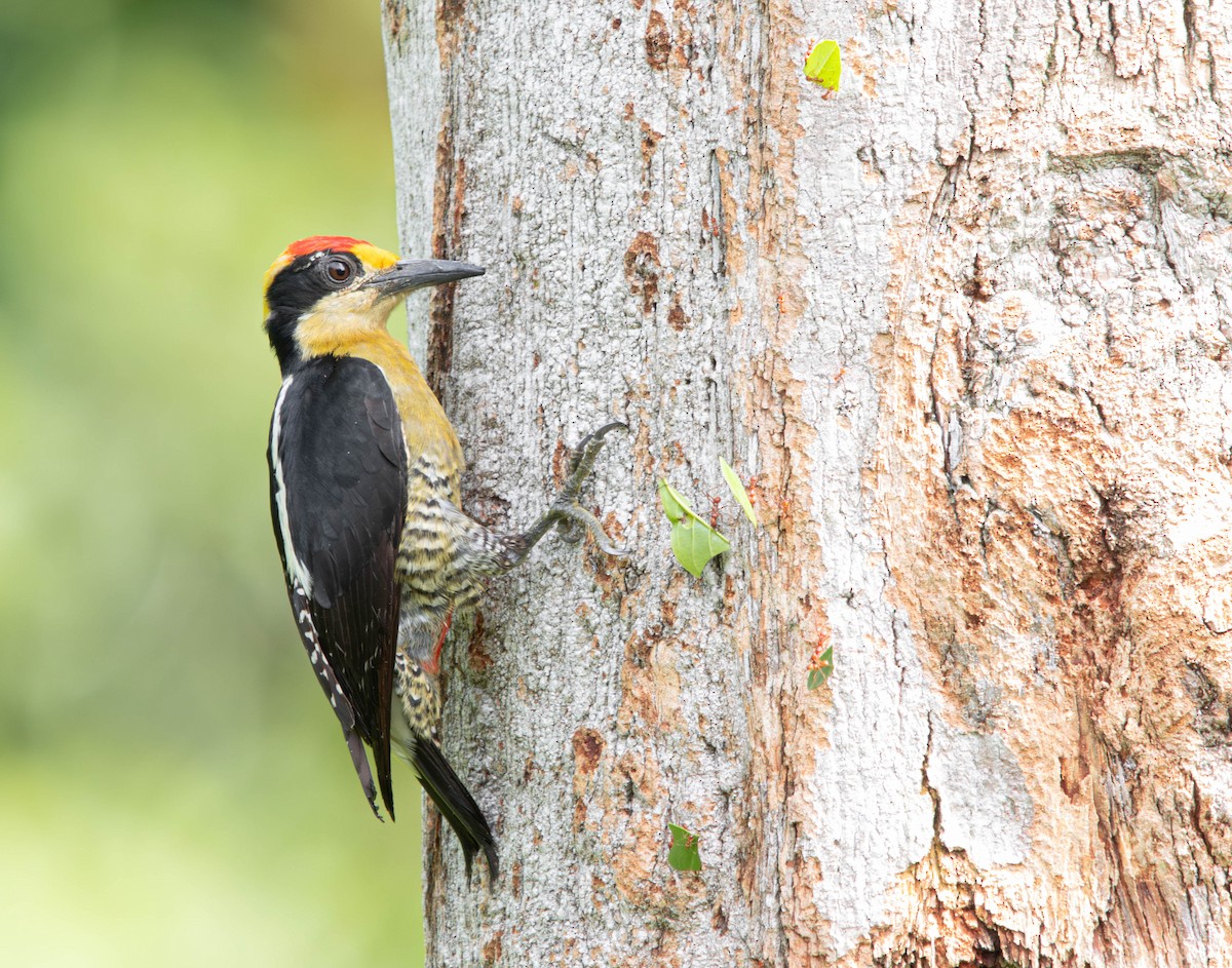 Golden-naped Woodpecker - ML638457686