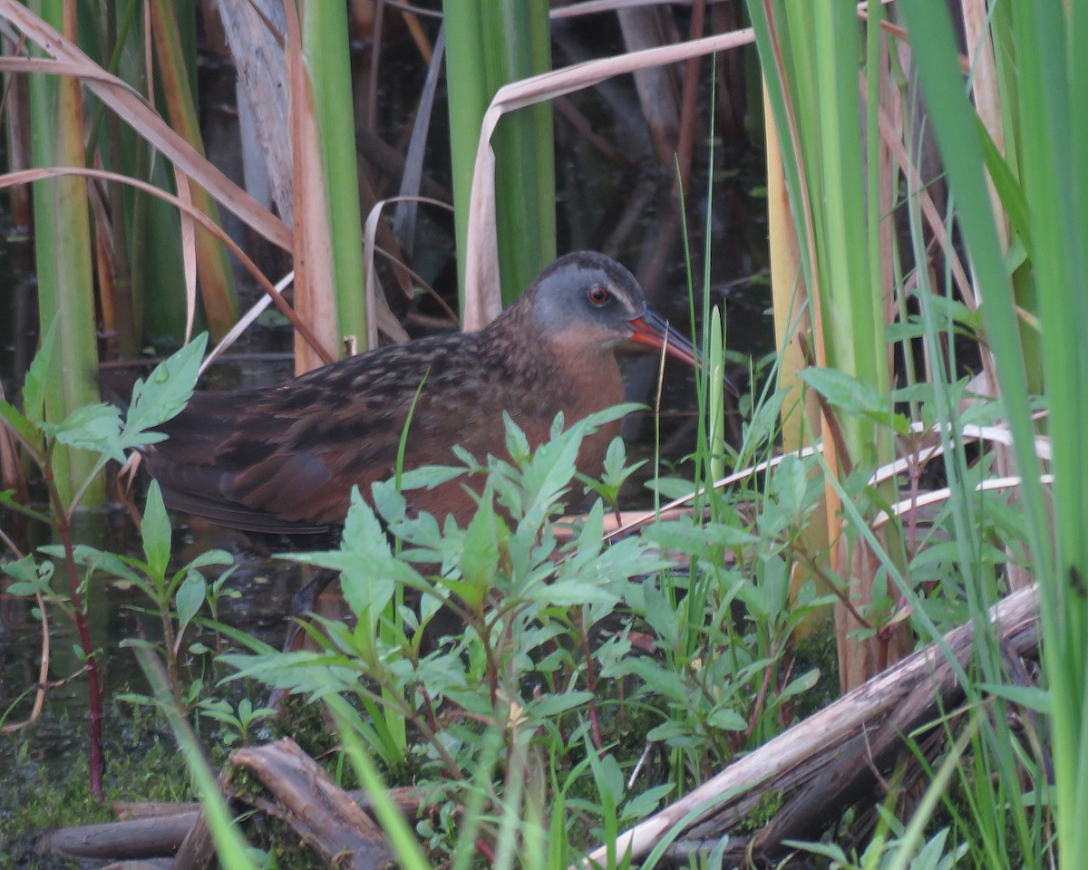 Virginia Rail - ML638457696