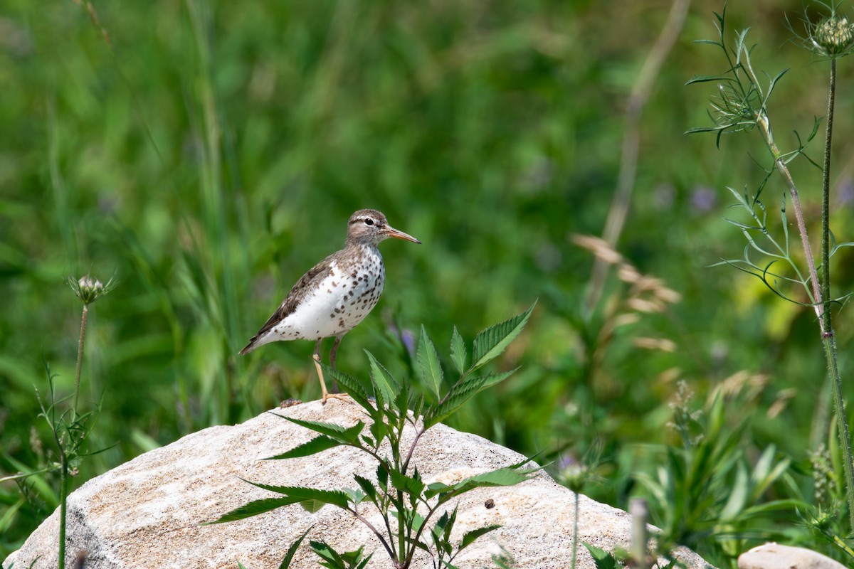Spotted Sandpiper - ML638457730