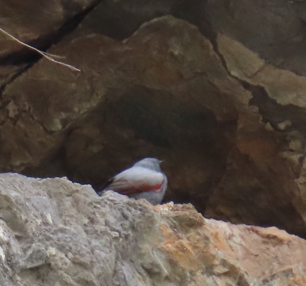 Wallcreeper - ML638457731