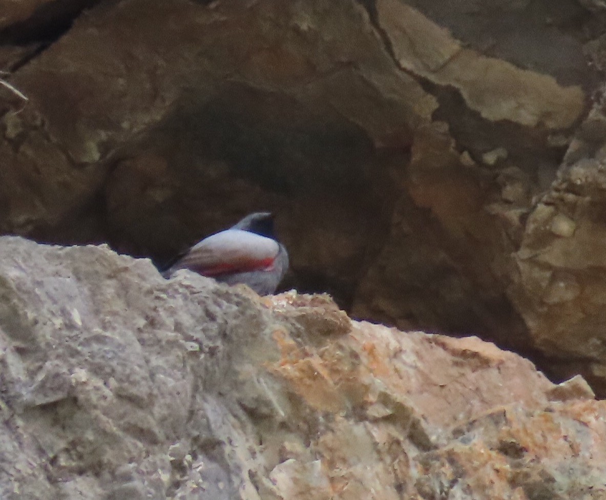 Wallcreeper - ML638457732