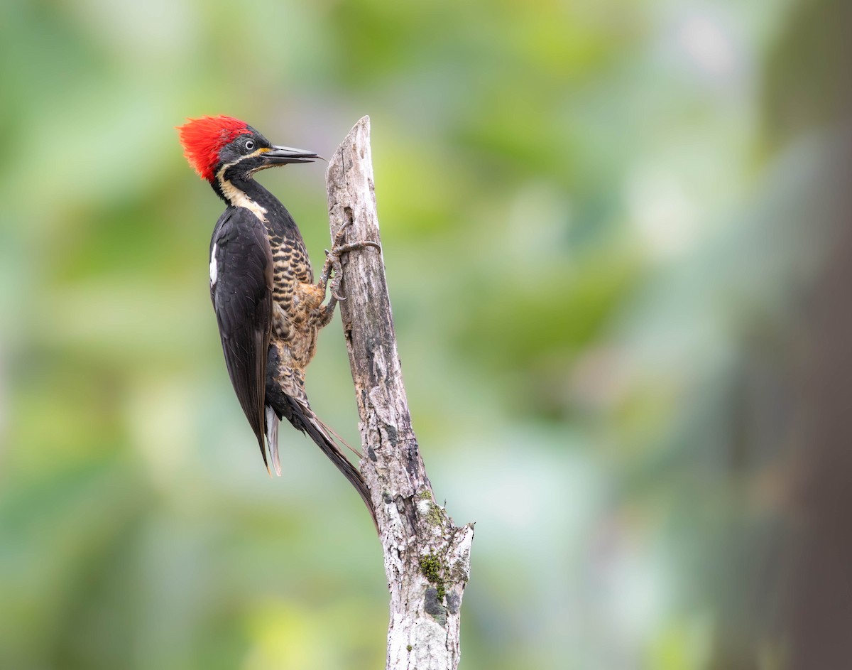 Lineated Woodpecker - ML638457802