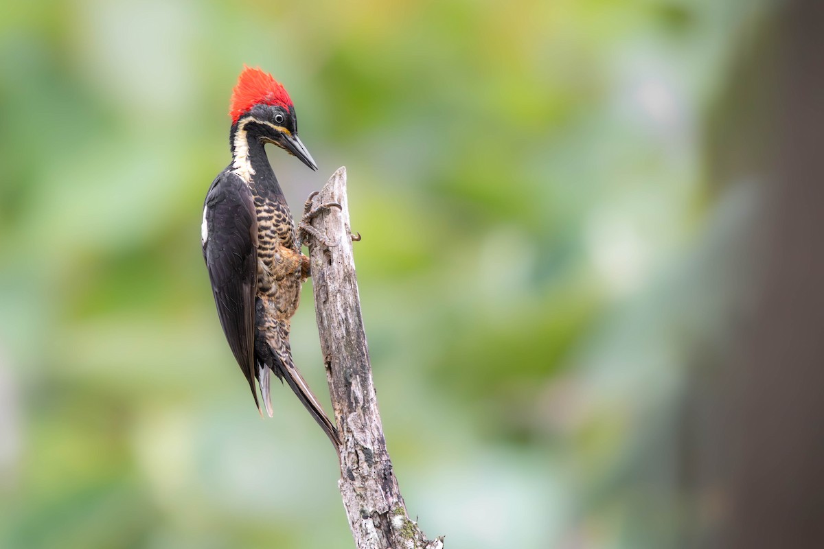 Lineated Woodpecker - ML638457813