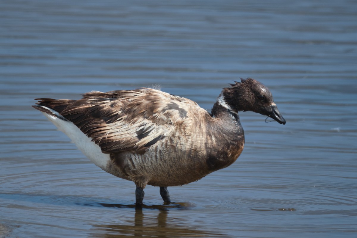 Brant - ML638457820