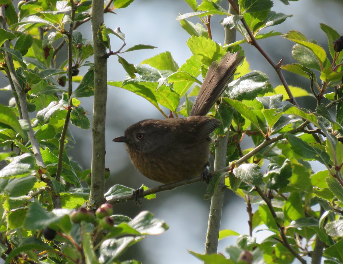 Wrentit - ML638457823
