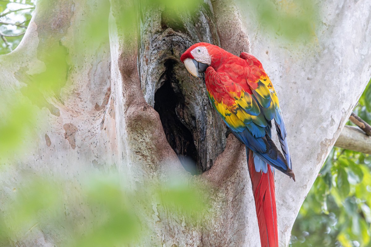 Scarlet Macaw - ML638457851