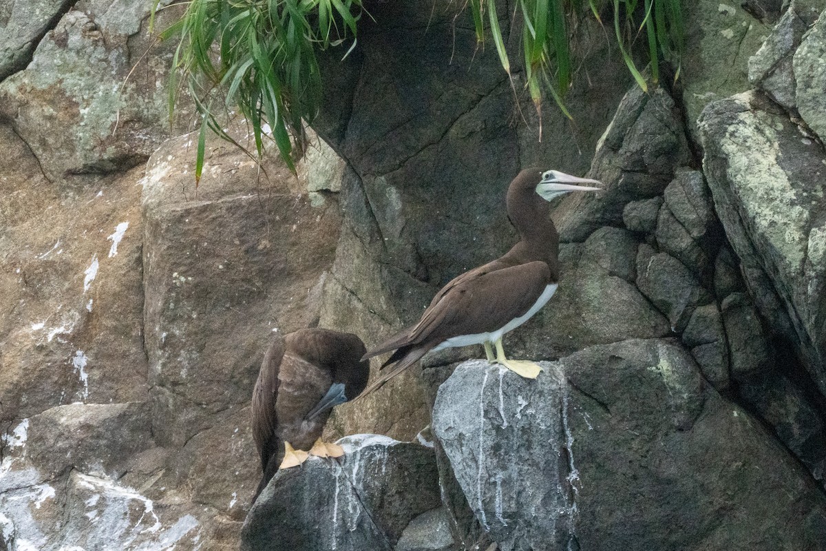 Cocos Booby - ML638457897