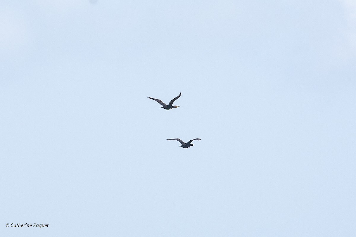 Great Cormorant - ML638457904