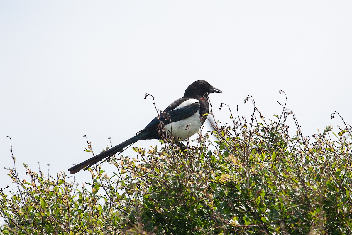 Eurasian Magpie - ML638457909