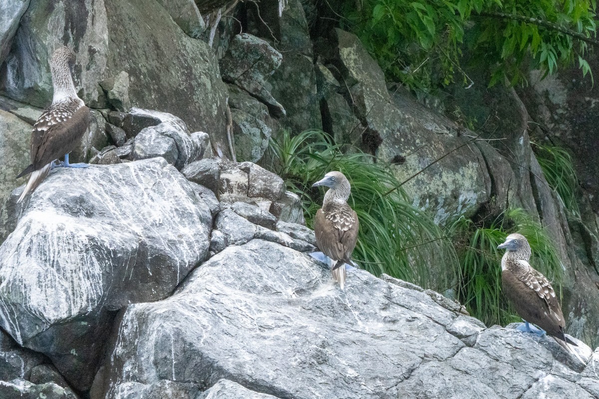 Blue-footed Booby - ML638457917