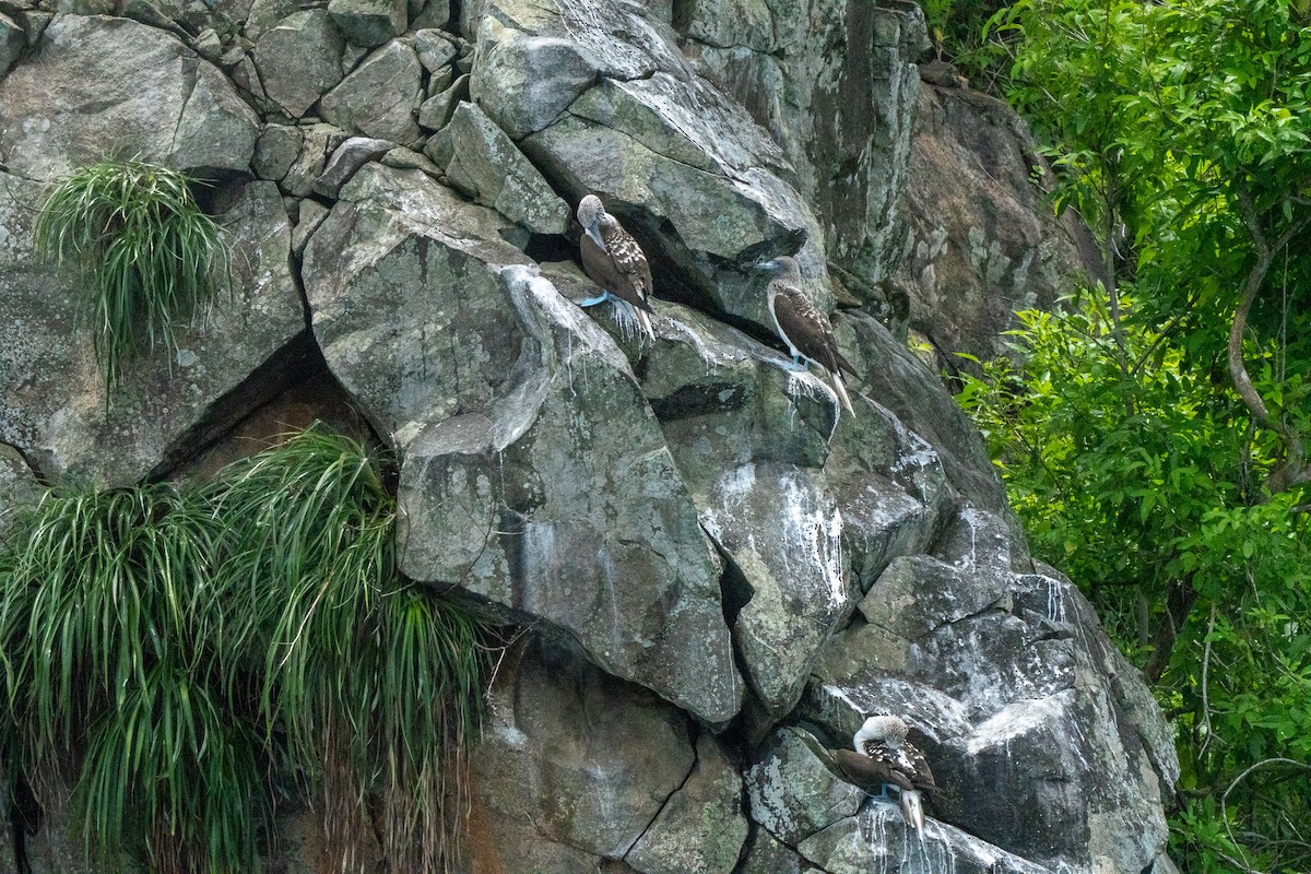 Blue-footed Booby - ML638457918