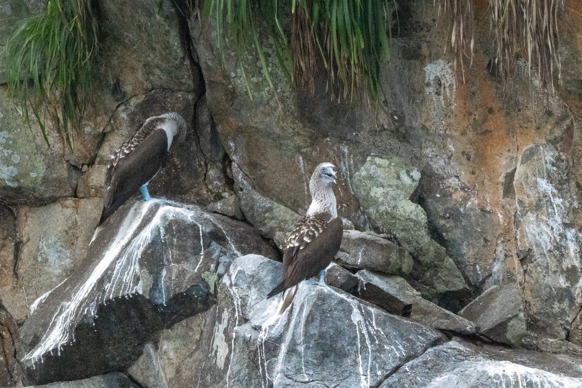 Blue-footed Booby - ML638457919