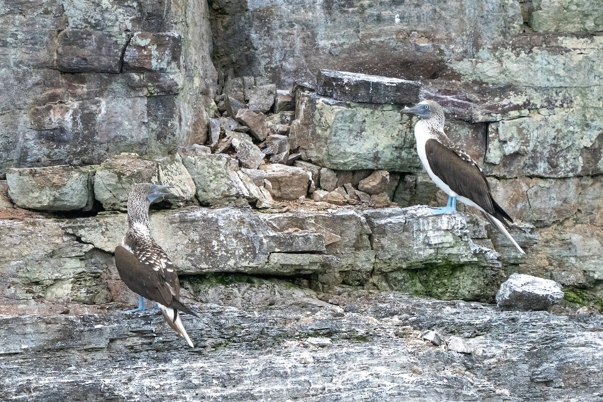 Blue-footed Booby - ML638457921