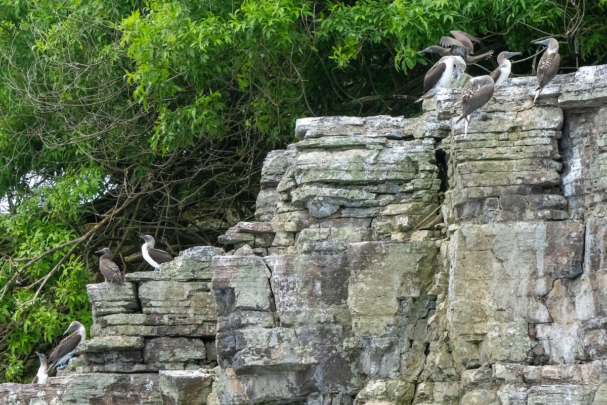Blue-footed Booby - ML638457923