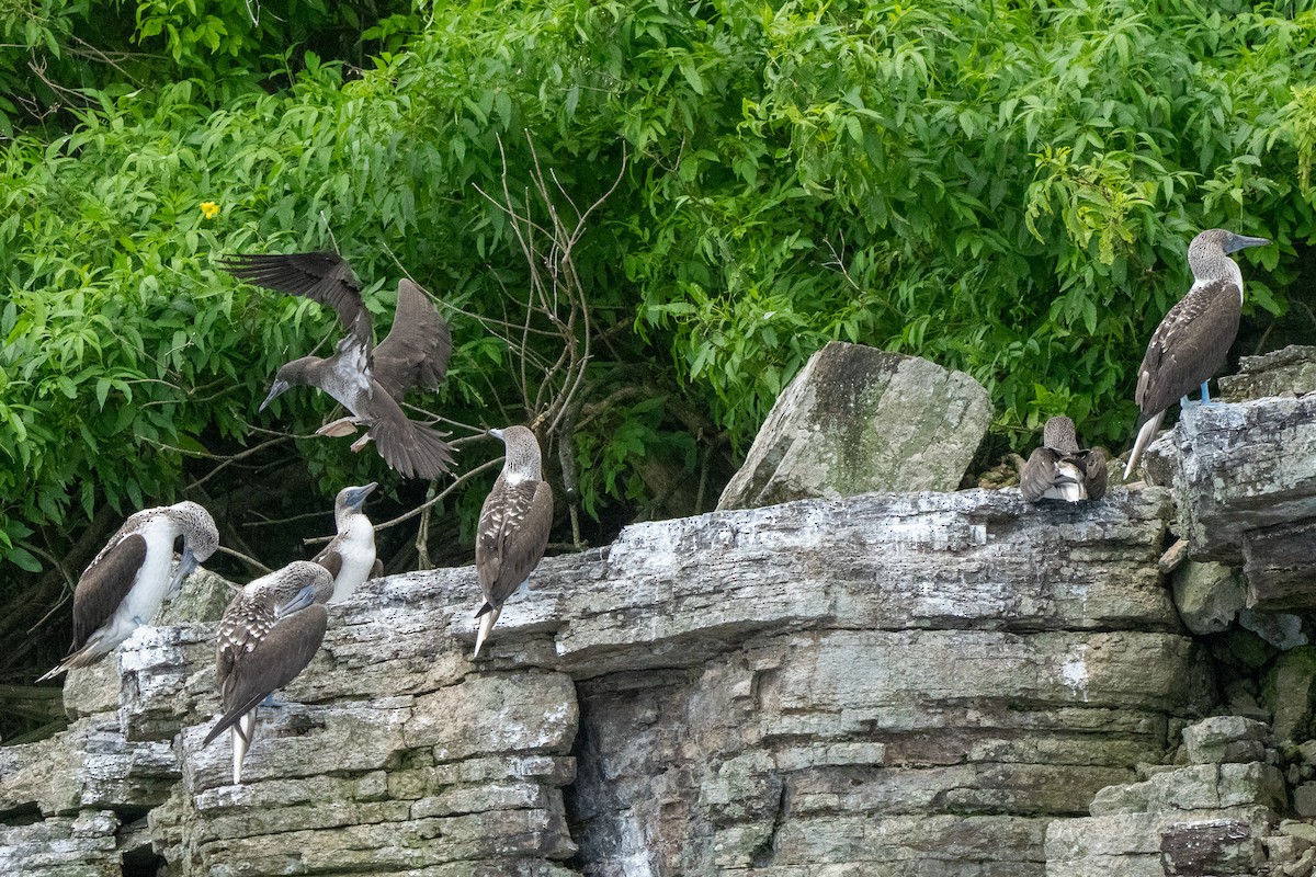 Blue-footed Booby - ML638457924