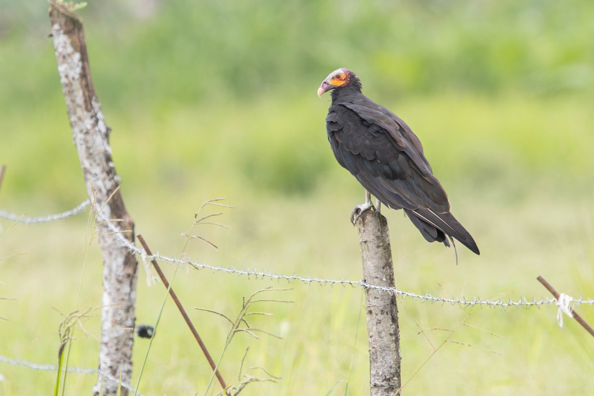 Lesser Yellow-headed Vulture - ML638457929