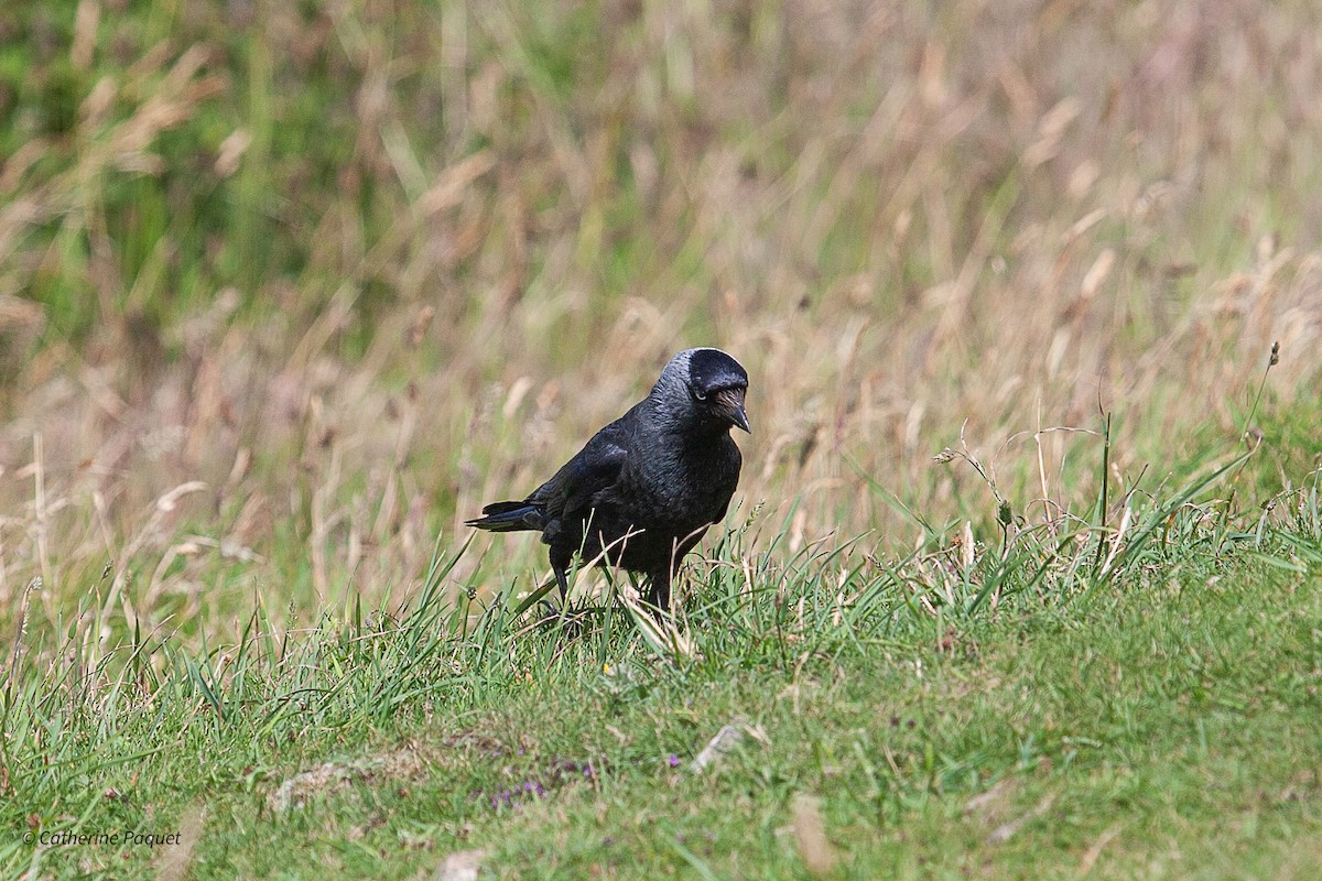 Eurasian Jackdaw - ML638457939