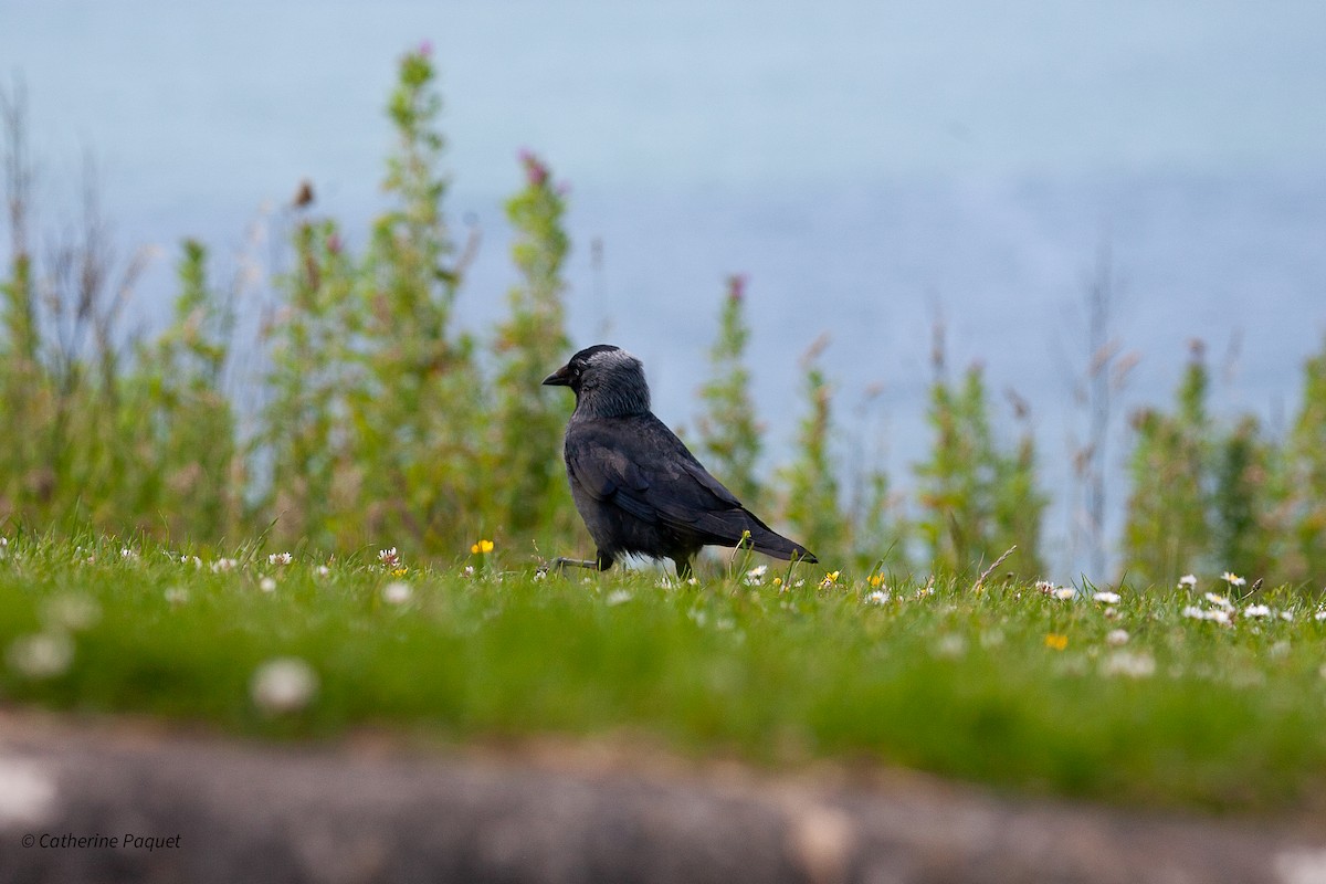 Eurasian Jackdaw - ML638457941