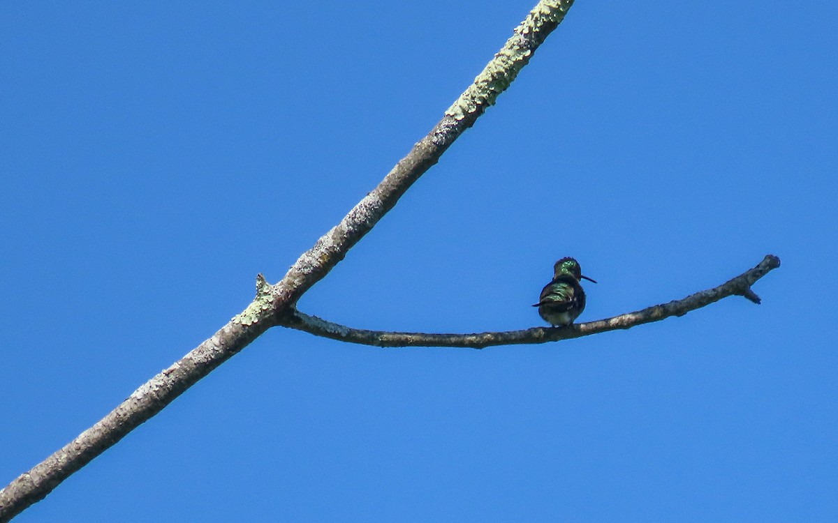 Ruby-throated Hummingbird - ML638457944