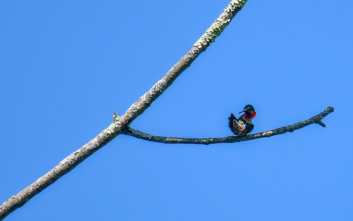 Ruby-throated Hummingbird - ML638457947