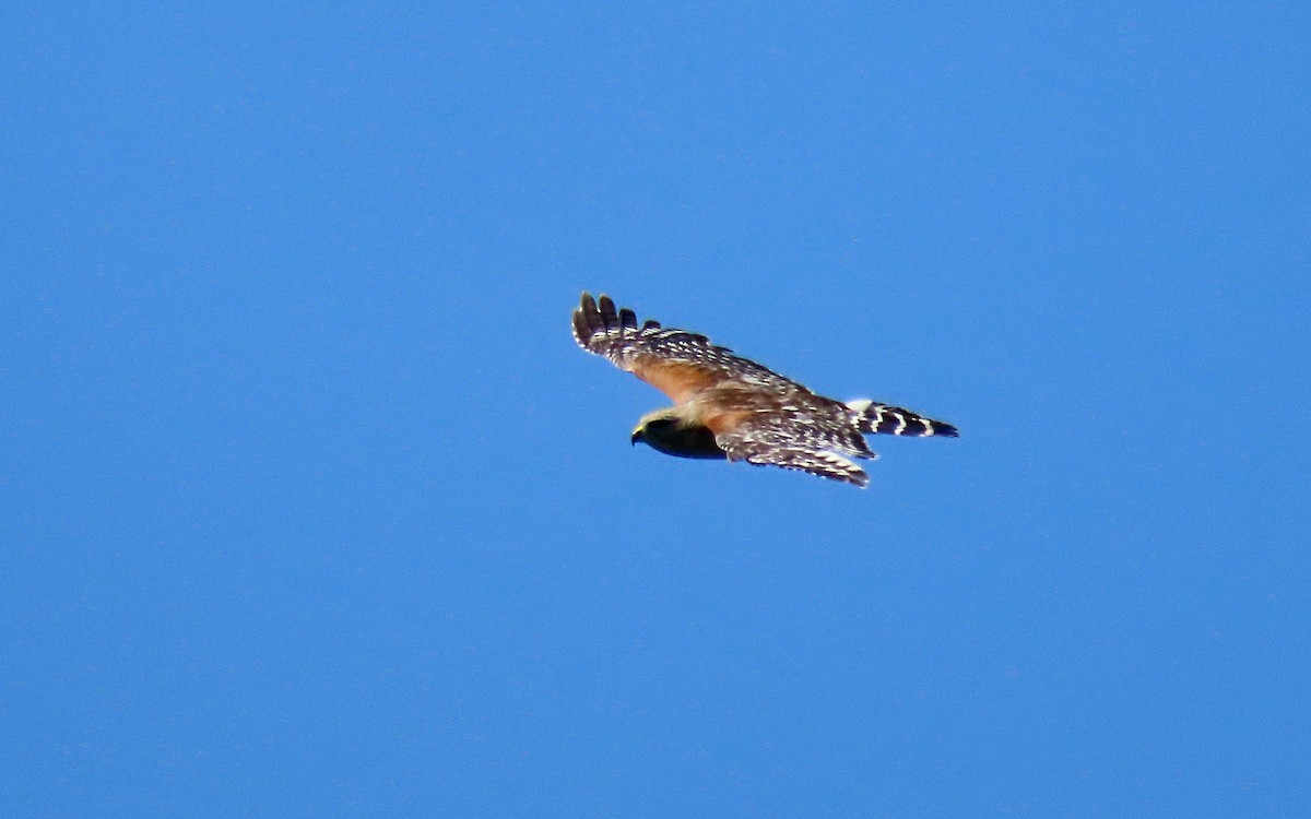 Red-shouldered Hawk - ML638457956