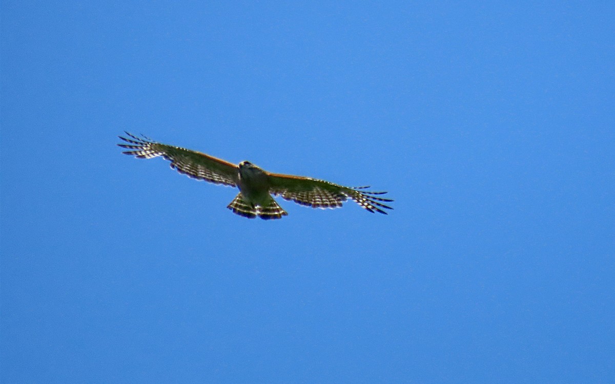 Red-shouldered Hawk - ML638457959