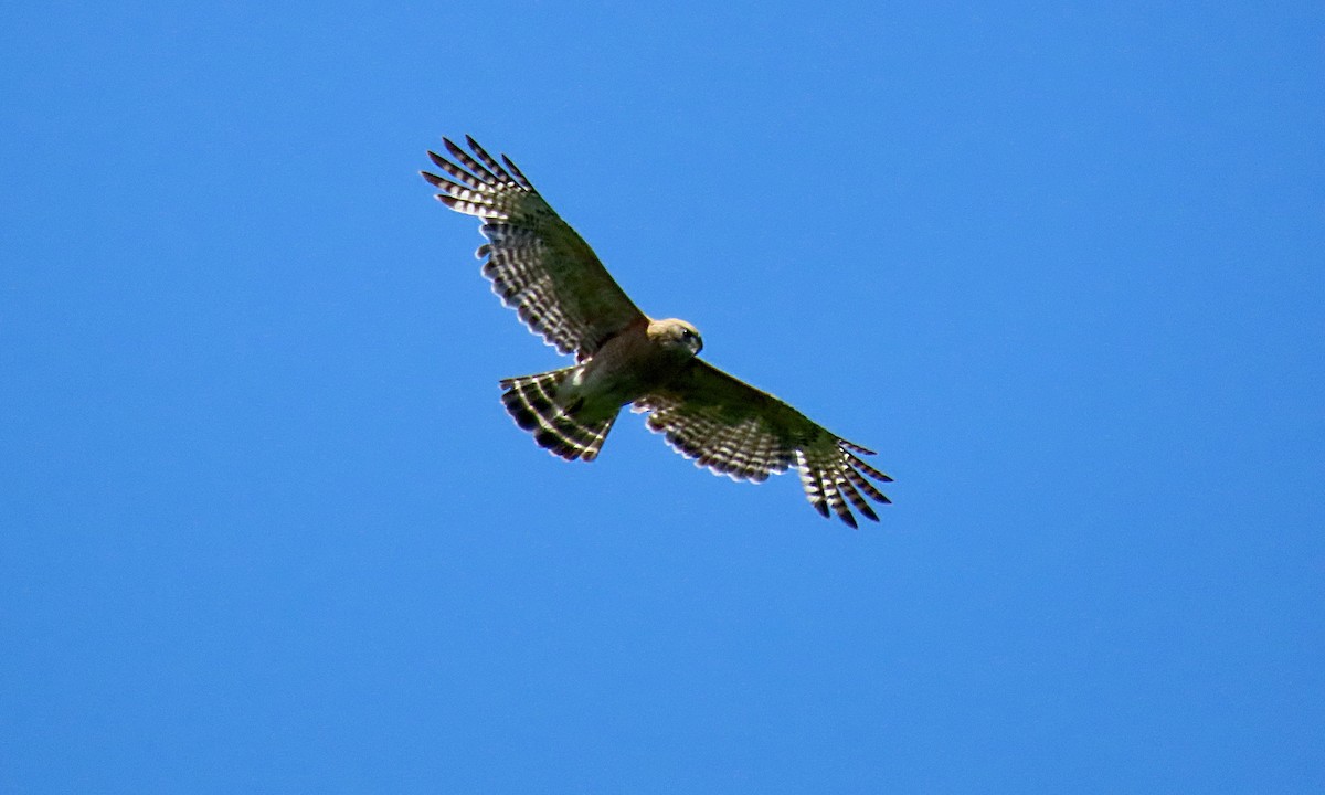 Red-shouldered Hawk - ML638457962