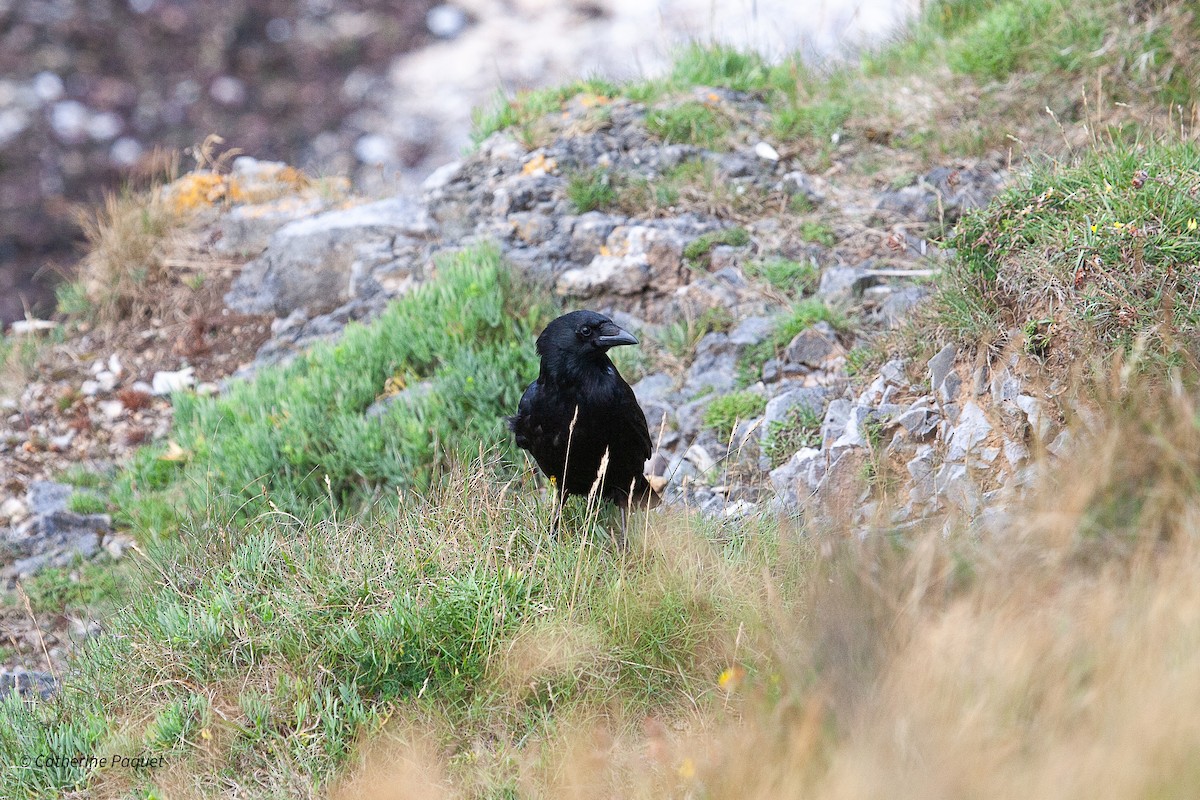 Carrion Crow - ML638457963
