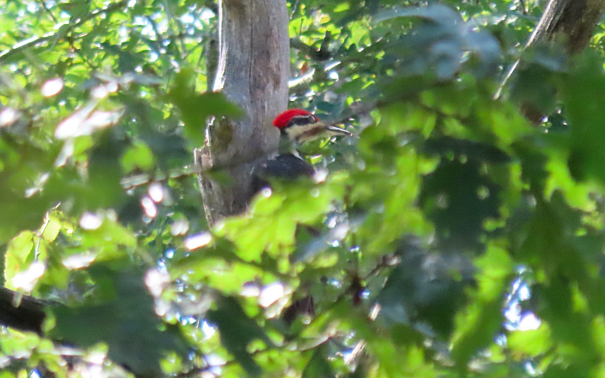 Pileated Woodpecker - ML638457970